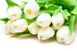 white tulips