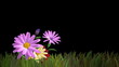 growing flowers on isolate black growing flowers on isolate black
