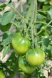 Foto: Grüne Tomaten Grüne Tomaten
