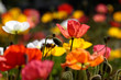 Bunte Mohnblumen