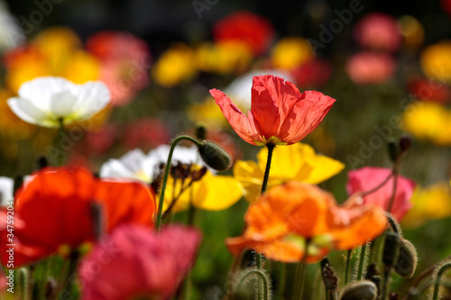 Photo: Bunte Mohnblumen Bunte Mohnblumen