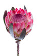 Purple protea, isolated on white