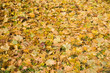 A carpet of autumn maple leaves