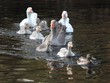 groupe d'oies avec ses petits oisons sur le lac