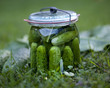 pickled cucumber  / ogórki kiszone