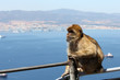 Gibraltar Berberaffe