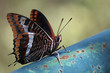 Schmetterling Gibraltar