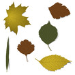 Isolated realistic autumn leaves Isolated realistic autumn leaves