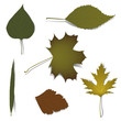 Isolated realistic autumn leaves Isolated realistic autumn leaves
