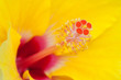 Closeup of Yellow Hibiscus Closeup of Yellow Hibiscus