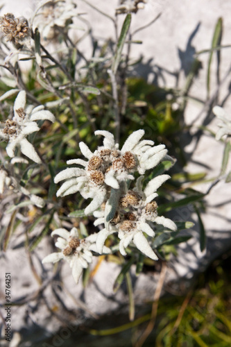 Photo: edelweiss edelweiss