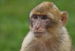 Foto: petit singe petit singe