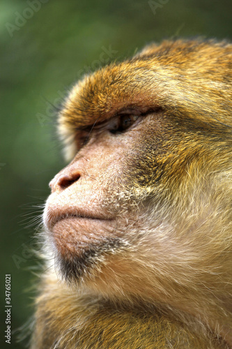 Foto: grand singe grand singe