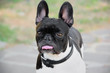 Bouledogue Francais French Bulldog