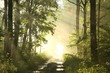 Forest path on a misty spring morning just after the rain