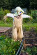 Scarecrow Scarecrow
