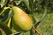une poire passe crassane une poire passe crassane