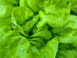 Kopfsalat  - Lactuca sativa