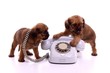 zwei Welpen mit Telefon