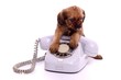Welpe mit Telefon