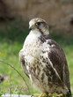 Würgfalke Würgfalke
