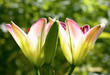 Lilies