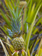 Pineapple growing Pineapple growing