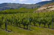 Vineyards and orchards. Osoyoos, B.C. Vineyards and orchards. Osoyoos, B.C.