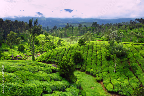 Photo: Tea field in munnar kerala, India Tea field in munnar kerala, India