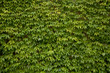 green wall