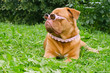 Dog wearing pink glasses and collar in summer garden