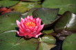 nénuphars sur bassin aquatique nénuphars sur bassin aquatique