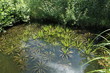 bassin aquatique de jardin zen bassin aquatique de jardin zen