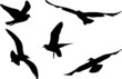 Set of silhouettes of seagulls