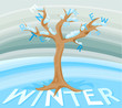 Picture of a winter tree