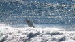 surfer 14 - wave rider