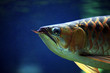 Fish on a dark background