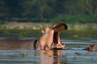 Photo: Hippo with open mouth Hippo with open mouth