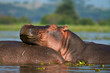 Photo: Lazy African hippo Lazy African hippo