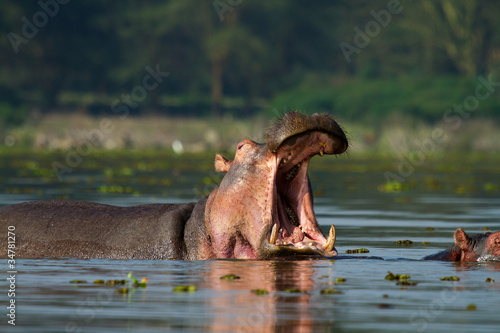 Photo: Hippo with open mouth Hippo with open mouth