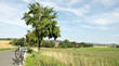 Foto: Pflaumenbaum an der Dorfstraße Pflaumenbaum an der Dorfstraße