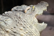 Crocodile