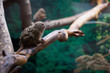 Petit singe