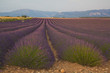 Champs de lavande