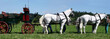 horses team