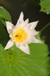 seerose