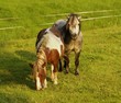 Foto: Ponys Ponys