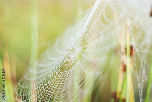 Photo: cobwebs cobwebs