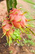 dragon fruit on a tree