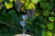 Foto: Wein Wein